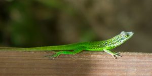 Photographie et animation 3D - Création - Vincent Carlier