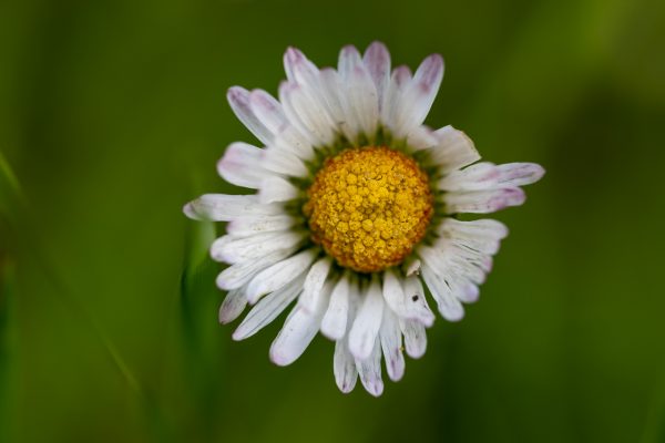 Photographie et animation 3D - Création - Vincent Carlier