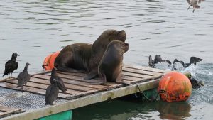 Photographie et animation 3D - Création - Vincent Carlier